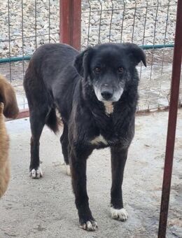 Senior SHERLOCK sucht Gnadenplatz - Neuberg