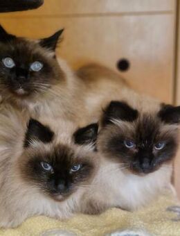 Diese drei wunderschönen, lieben - Friesoythe