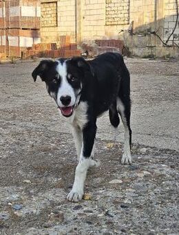 Bowie ein junger Herzenshund voller En - Ratekau