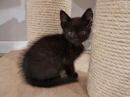 12 Wochen junges Katzen Weibchen - Herdecke