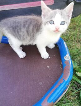 Kleines süßes Kätzchen /Kitten - Rahden