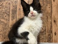 Maine Coon Kitten mit Stammbaum - Simonswald