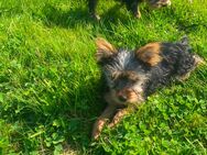 Yorkshire Terrier Welpen - Greven Zentrum