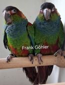 Blaulatzsittiche aus Hobbyzucht in 17349