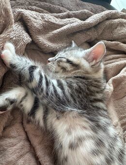 Verspielte Kater suchen neues Zuhause - Düsseldorf