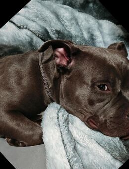 Liebevolle Junghündin sucht Dich - Birlenbach