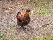 Seidenhuhn Hahn Hühner - Ludwigsau