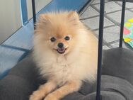Pomeranian Mädchen - Luckau