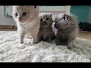 BKH Kitten (reinrassig ) - Kölln-Reisiek