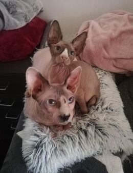 Dolby und Oskar zwei Sphinx Kater - Berlin Tempelhof-Schöneberg