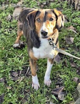 VINCENT braucht ruhiges Zuhause ♥️🙏‼️ - München