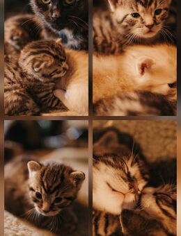 Katzenbabys, Kitten, kleine Katzen suchen Zuhause - Ehrenburg