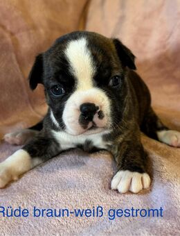 Boston Terrier Mix Welpen :) - Blankenheim (Nordrhein-Westfalen)