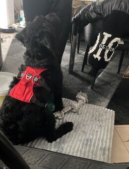 Labradoodle 5 Monate - Berlin