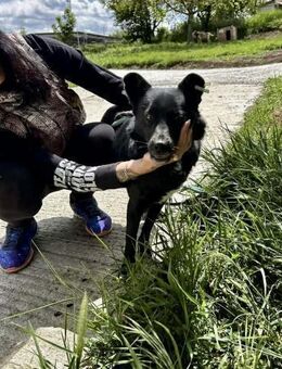 Soziale AMBRA sucht Familie fürs Leben♥️ - München