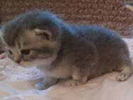 Bkh kitten von odd-eyed Mama - Frankfurt (Main) Zeilsheim