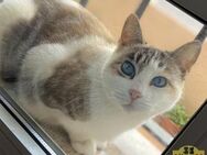Lucy - Bezaubernde Katzenlady - Bad Camberg