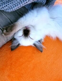Ragdoll Kitten - Erfurt