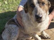 Kleiner BOUBIS sucht ein Zuhause - Sehnde