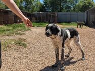 Süßer Bobi sucht zuhause - Margetshöchheim