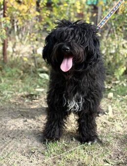 Wer gibt Oreo ein Für immer Zuhause? - Heinsberg