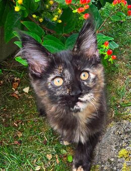 Maine Coon Prinzessin Anika - Treuchtlingen