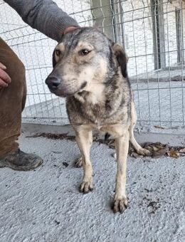 Hündin 884933 stellt sich vor - Köln