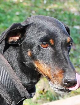 Szabi älterer Herr sucht ein neues Zuhau - Berlin