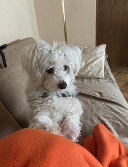 Malteser Dame in liebevolle Hände abzugeben - Kulmbach