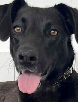 Mai ist eine Hündin mit viel Energie - Dittelbrunn