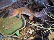 Leoparden Gecko männlich - Lübeck