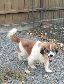 Pufulet - zuckersüßer Senior - Lindenberg (Rheinland-Pfalz)