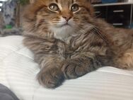 Katzenbabys abzugeben BLH und Hauskatze mix - Bad Urach