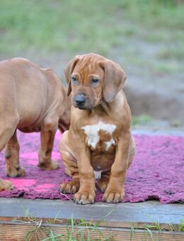 Zauberhafter Rhodesian Ridgeback Junge (*04.09.2025) - kuschelig, meschenbezogen, kooperativ - Beggerow