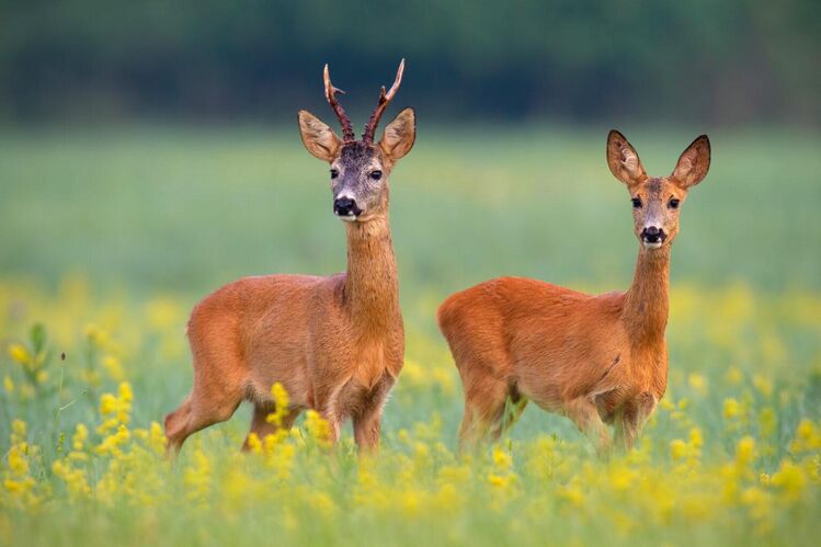 Rehfleisch direkt vom Jäger aus eigener Jagd - Bad Birnbach