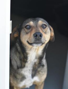 Schüchterne OUREA sucht ihr Zuhause - Neuberg