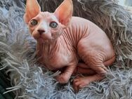 Sphynx Kätzchen - Berlin Marzahn-Hellersdorf