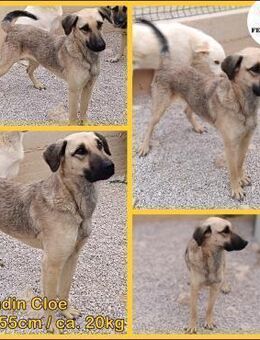 junge Mischlings-Hündin Cloe sucht.... - Margetshöchheim