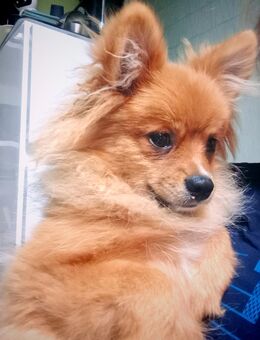 Zwergspiz - Offenbach (Main)