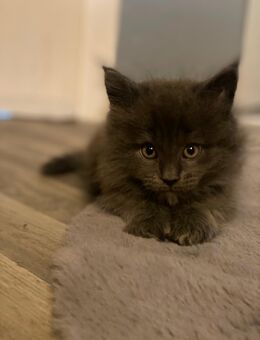 Maine Coon kitten - Worms