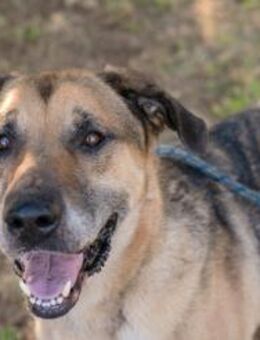 Amiro - lieber gemütlicher Rüde - Laufen