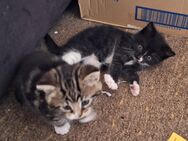 Wir verkaufen 4 kleine, süße Kätzchen - Lunzenau