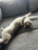 Bambi Britischkurzhaarmix in 47829