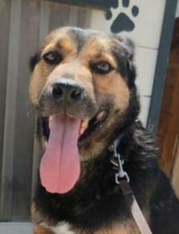 TOM ist ein ganz lieber Kerl - Hof