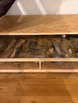 Leopardgeckos 3 Stück inkl terrarium - Breitenberg (Schleswig-Holstein)