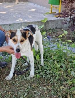 Wunderbarer GARY = sehr sozial+folgsam♥️ - München