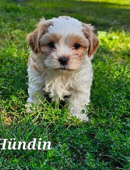 Yorkshire Terrier - Shih-Tzu Welpen - Oranienburg
