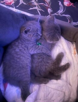 Britische kurz Haare Letzte 5 Katzen - Feucht