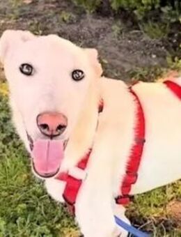 ACE - eine arme ausgesetzte Seele - Regensburg