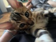 Verkaufe reinrassige Bengal Kitten - Weißenfels